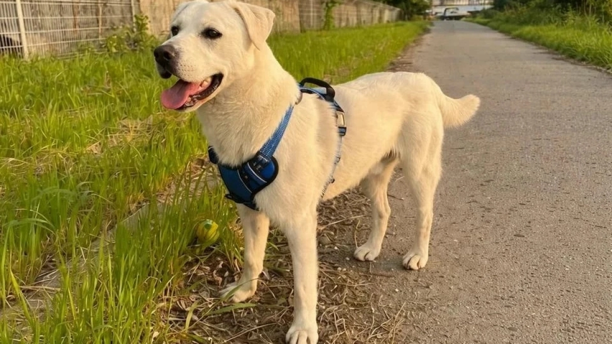 Невероятная история: дважды преданный лабрадор Барни чудом не утонул в бурном море в Сочи и обрел новых хозяев в Калуге 