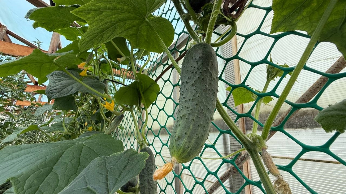 Не выбрасывайте сорняк: 2 стакана этой кашицы превратят ваши огурцы в зелёный конвейер