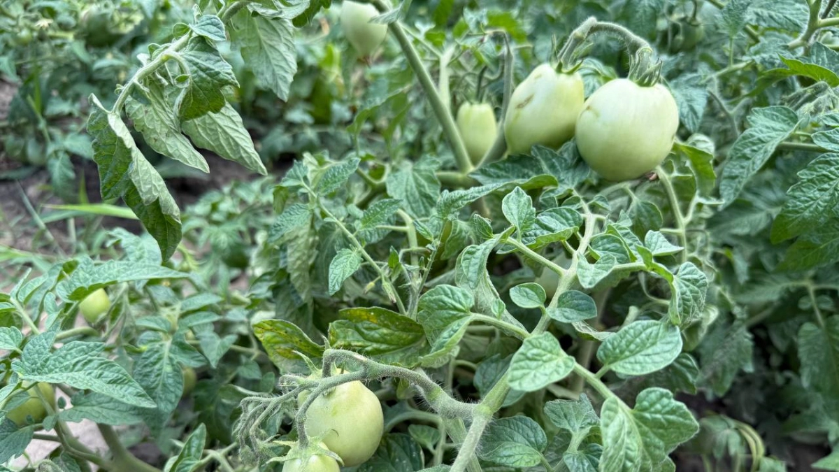 Перепробовала 20 сортов и нашла 3: эти помидоры в теплице слаще мёда 