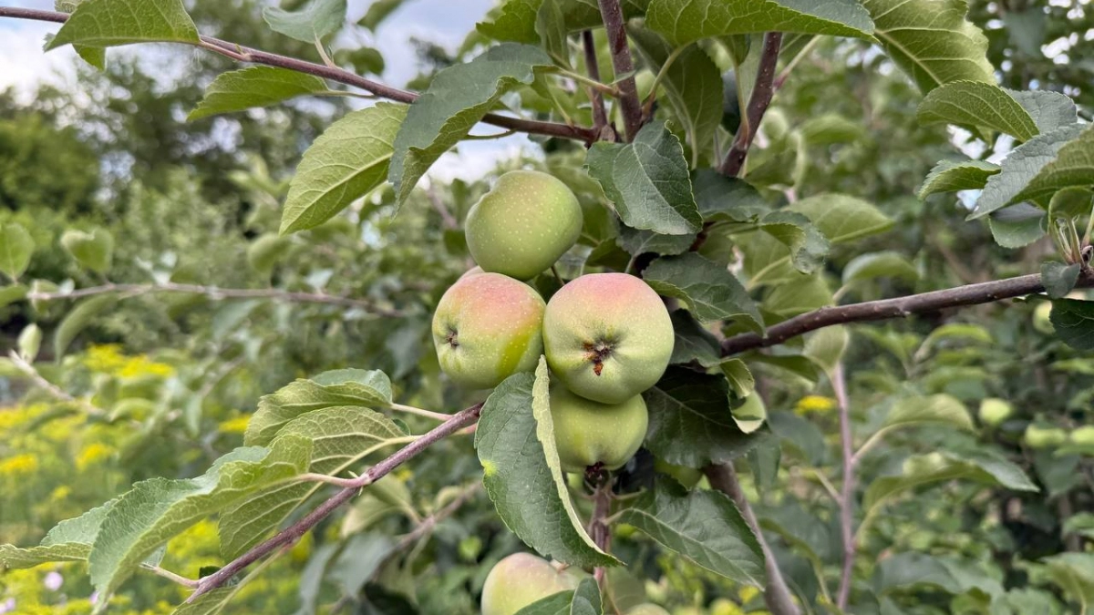 Червяки сбегут к соседям: 3 горсти этой смеси под яблоню – и плоды будут как с картинки