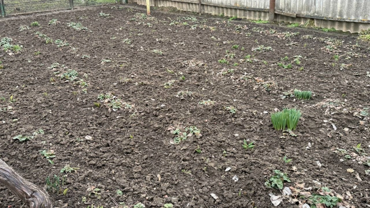 Не пропустите эти 72 часа: даты по лунному календарю, когда корнеплоды взойдут дружно, а сорняки сдадутся без боя