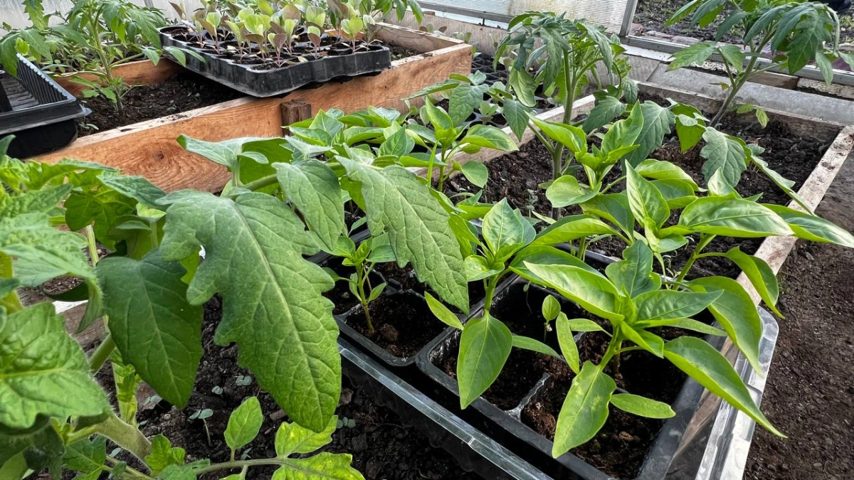 Забудьте про химию: две ложки этой пряной смеси в лунку дадут по 20 кг перца с куста