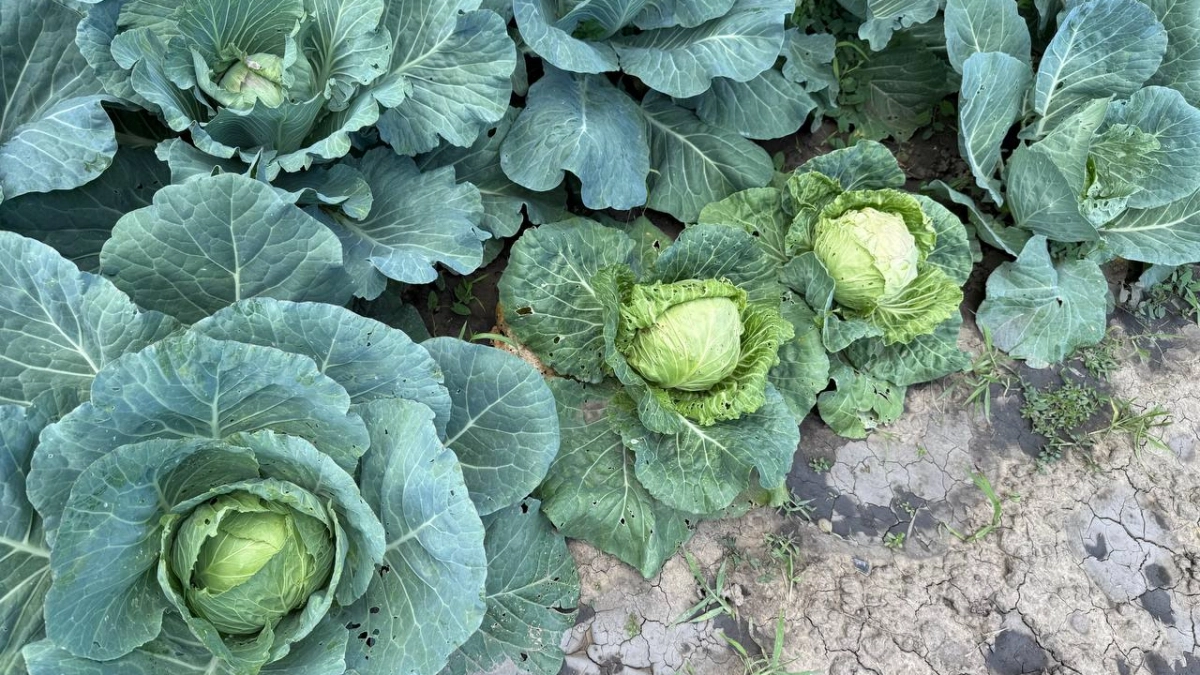 Посадите эту капусту в мае — а в августе уже хрустите: 5 кг с кочана и никакой возни
