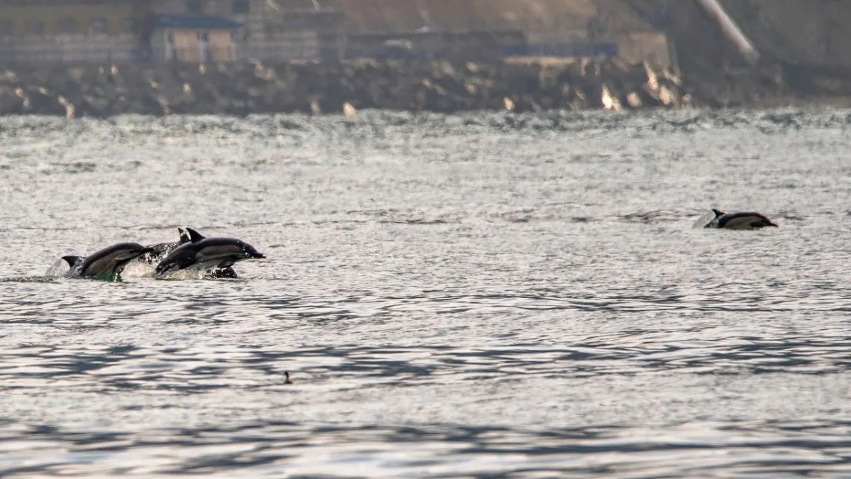 Фотограф запечатлел большую стаю дельфинов в бухте Новороссийска