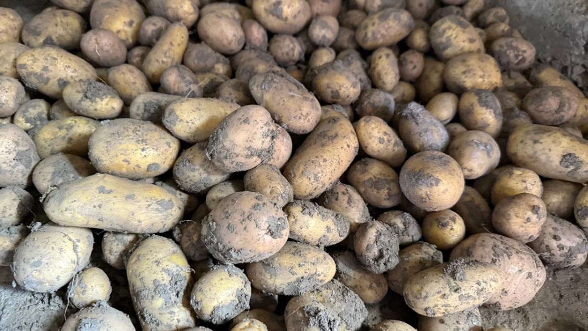 Сорт картофеля, который заставит вас забыть о магазине: с куста выкапываю до 13 штук и ни одной гнили