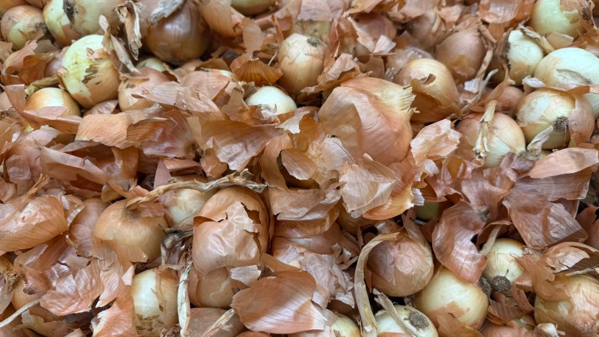 Огородники, берите на заметку: 1 стакан на ведро — и лук не желтеет, а головки наливаются как кулак