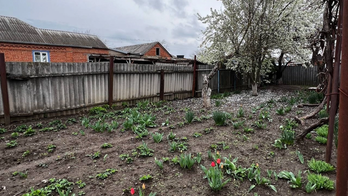 Кошмар огородника: как навсегда избавиться от медведки на участке