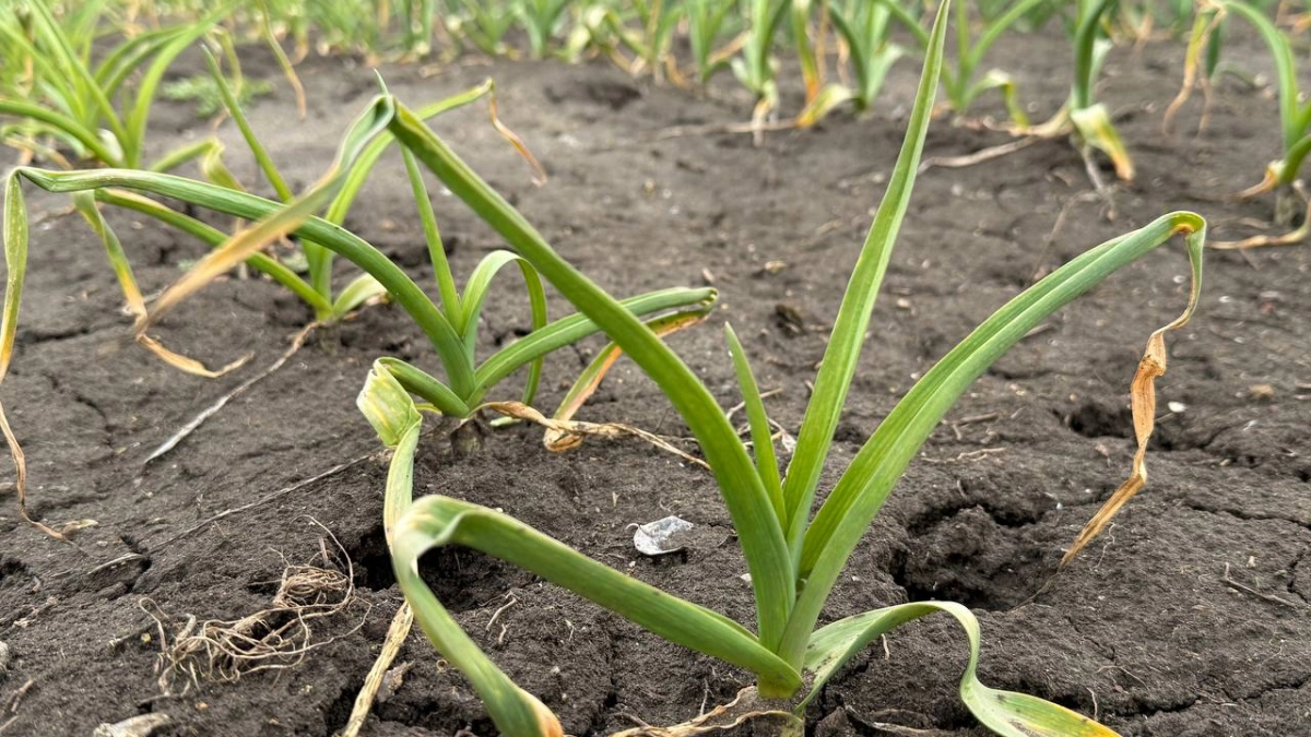 Дешёвая защита от вредителей: один полив солью — и лук с чесноком как новенькие