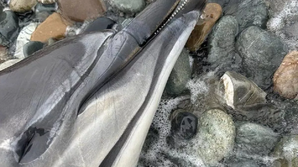 Антирекорд края: в Новороссийске за полтора месяца найдено 57 мёртвых дельфинов