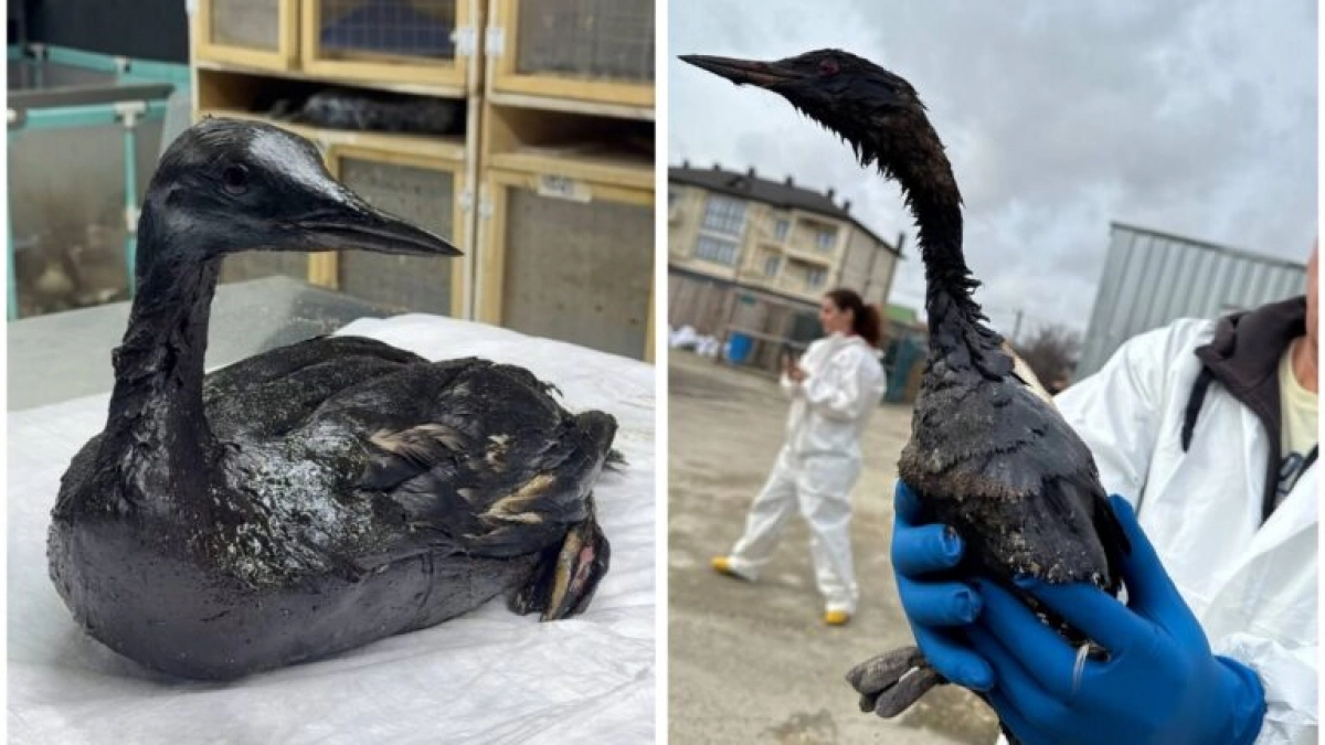 В Анапе срочно объявлен сбор волонтёров и расходных материалов для помощи птицам, пострадавшим от нефтепродуктов на побережье