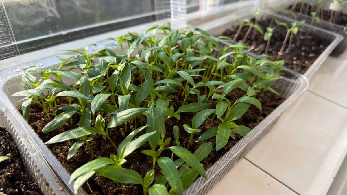 Только проклюнулись, а уже чахнут: как не угробить рассаду томатов в первые две недели — советы, за которые скажете спасибо