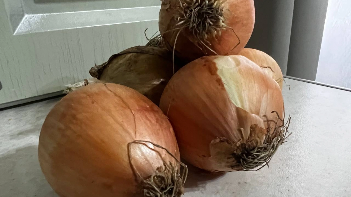 Дачники, 1 трюк при посадке: Лук крупный и сочный - вкуснее не пробывали