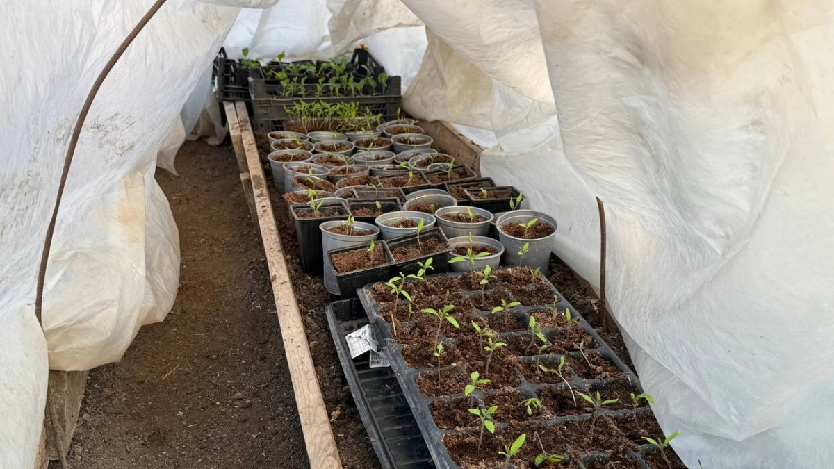 Кинул горсть этого в лунку — и томаты попёрли ящиками: как я готовлю грядку, чтобы потом только успевать собирать