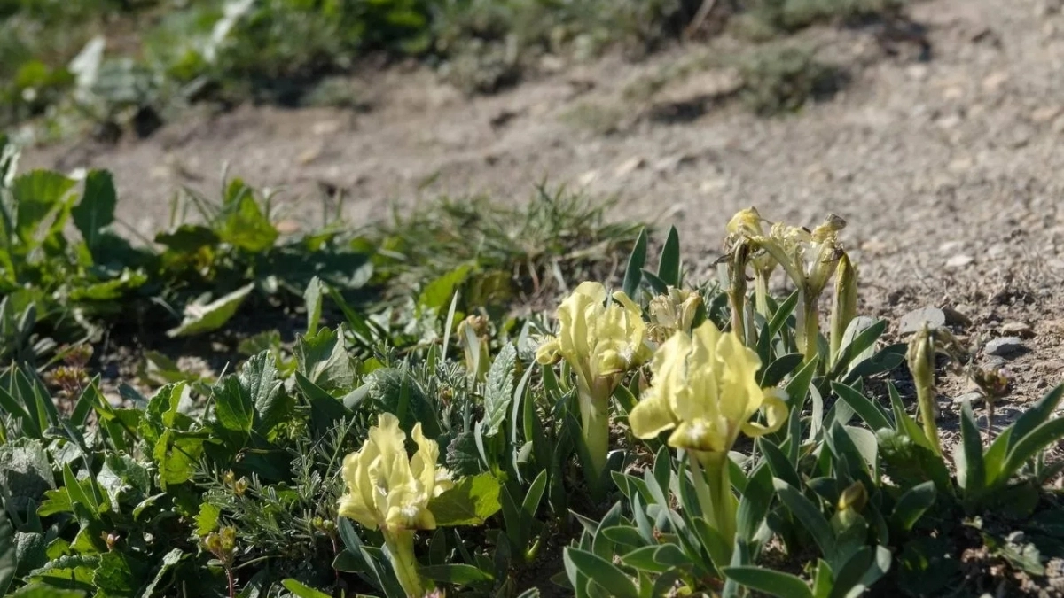 Под Новороссийском на горе Колдун зацвели дикие ирисы 