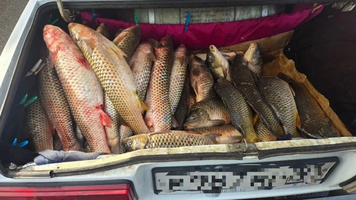 В Новороссийске автоинспекторы изъяли более 400 килограммов нелегальной рыбы  