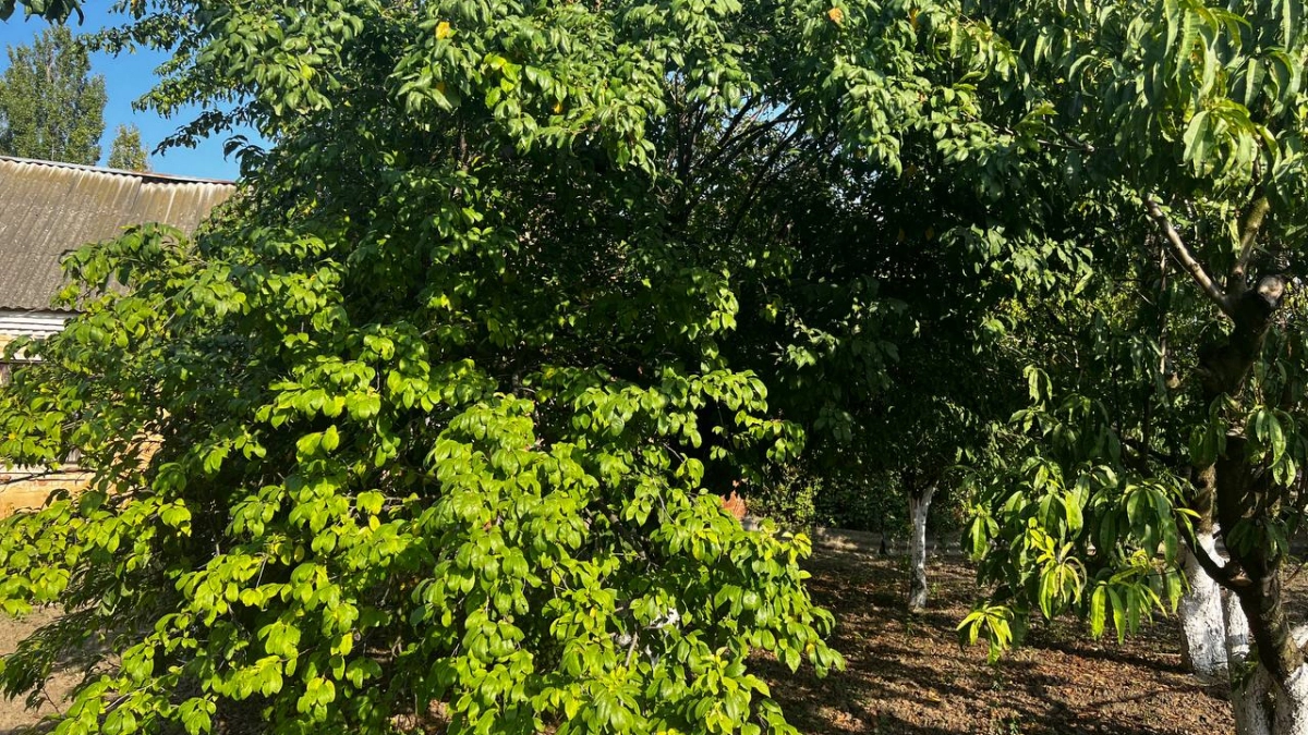 Посадите эту сливу и забудьте про морозы: сорт выдаёт урожай слаще карамели