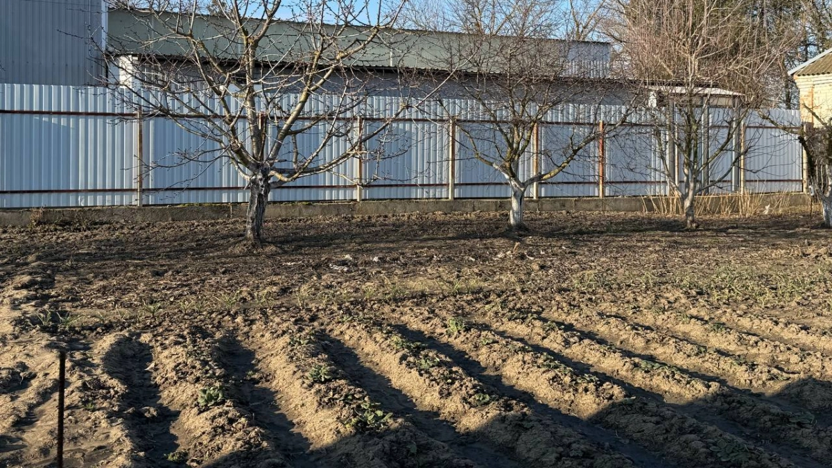 Соседи обзавидуются урожаю: агроном раскрыла, чем опрыскать клубни картофеля до посадки, чтобы забыть о парше и жуках