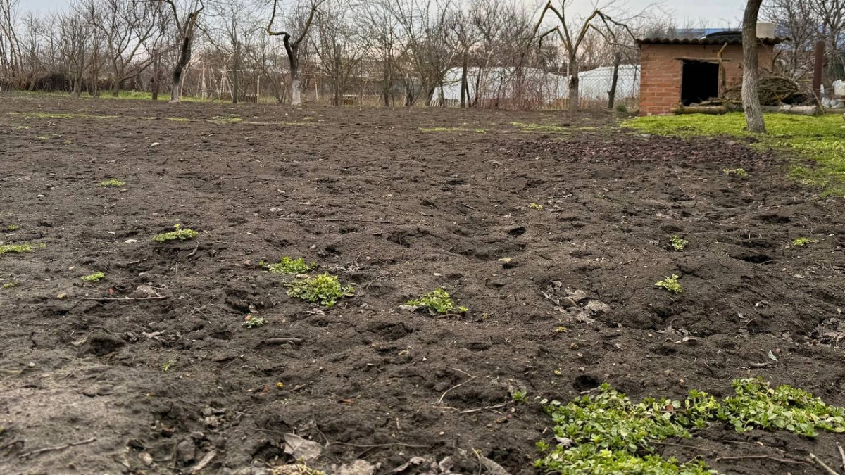 Зарастет участок этой гадостью — выложите 700 тысяч: что нужно выкорчевать до 1 мая