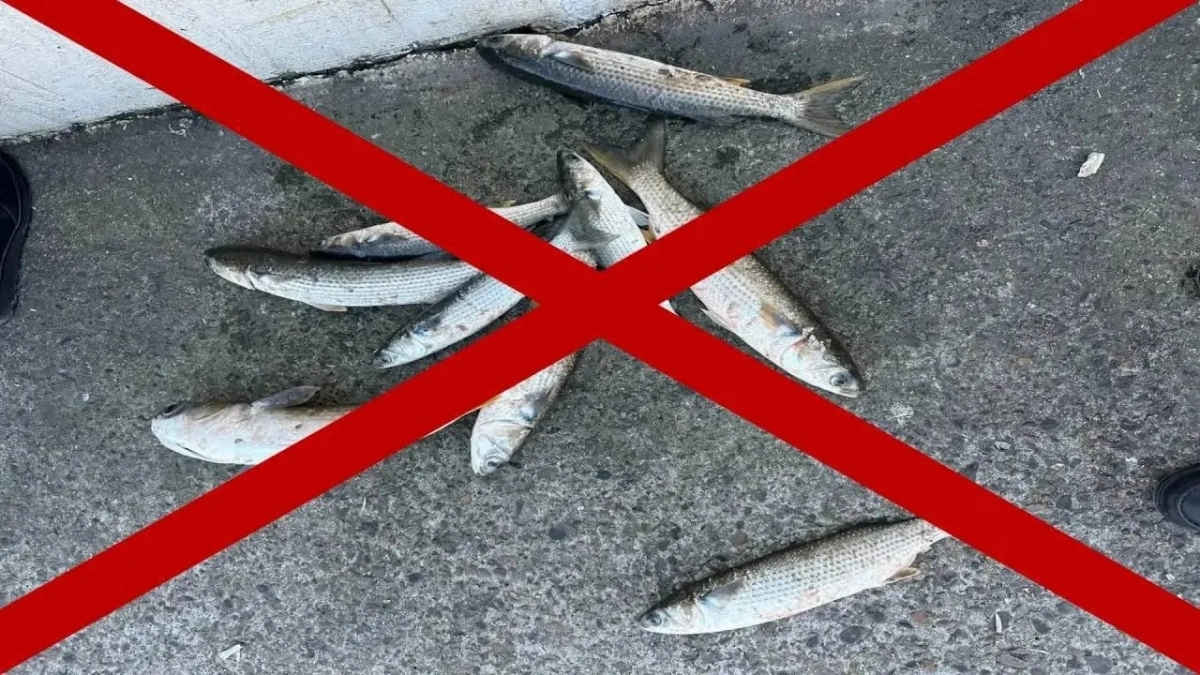 В Новороссийске до 30 апреля нельзя ловить кефаль в акваториях портов 