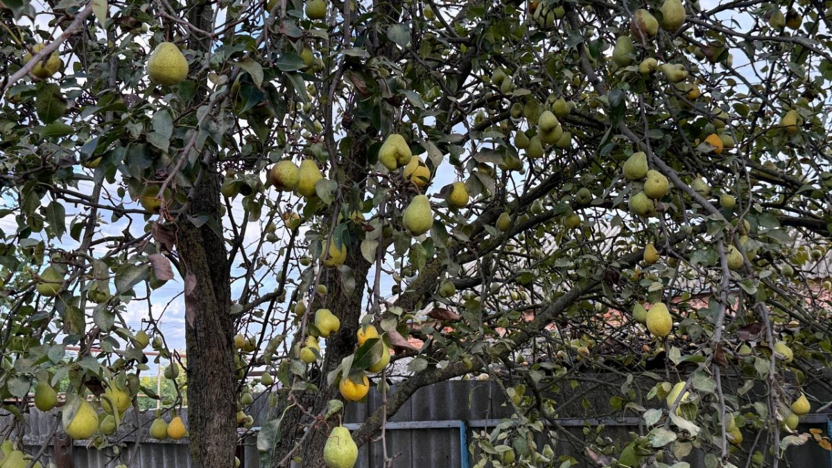 Груша зацветет как никогда: 100 г на ведро воды — рецепт, после которого завязи не осыпаются