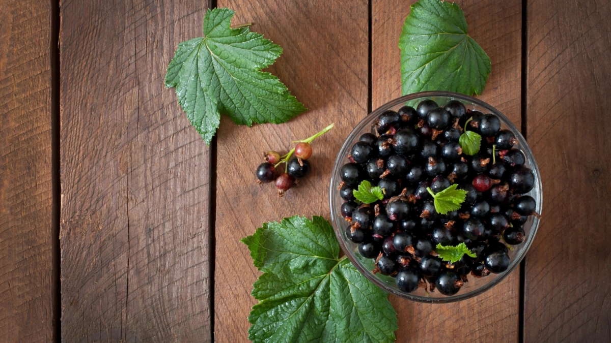 Не кипятком единым: рабочий способ спасти смородину от клещей, когда весна в разгаре