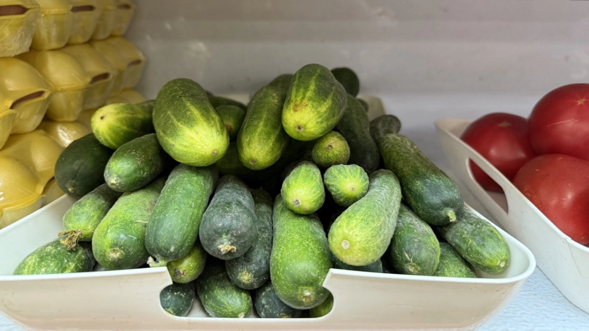 Из всех пучковых сажаю только этот: по 10 огурцов с узла — рекордсмен для открытого грунта и теплиц