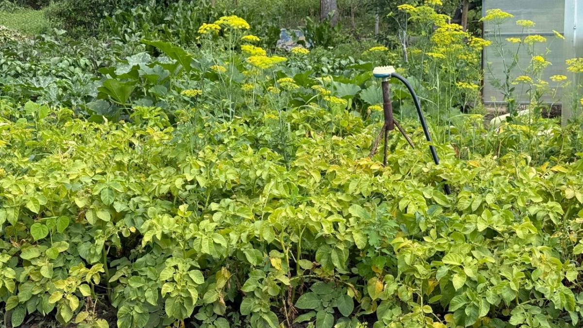 Когда сажать картошку в 2026 году: лунный календарь и секреты богатого урожая