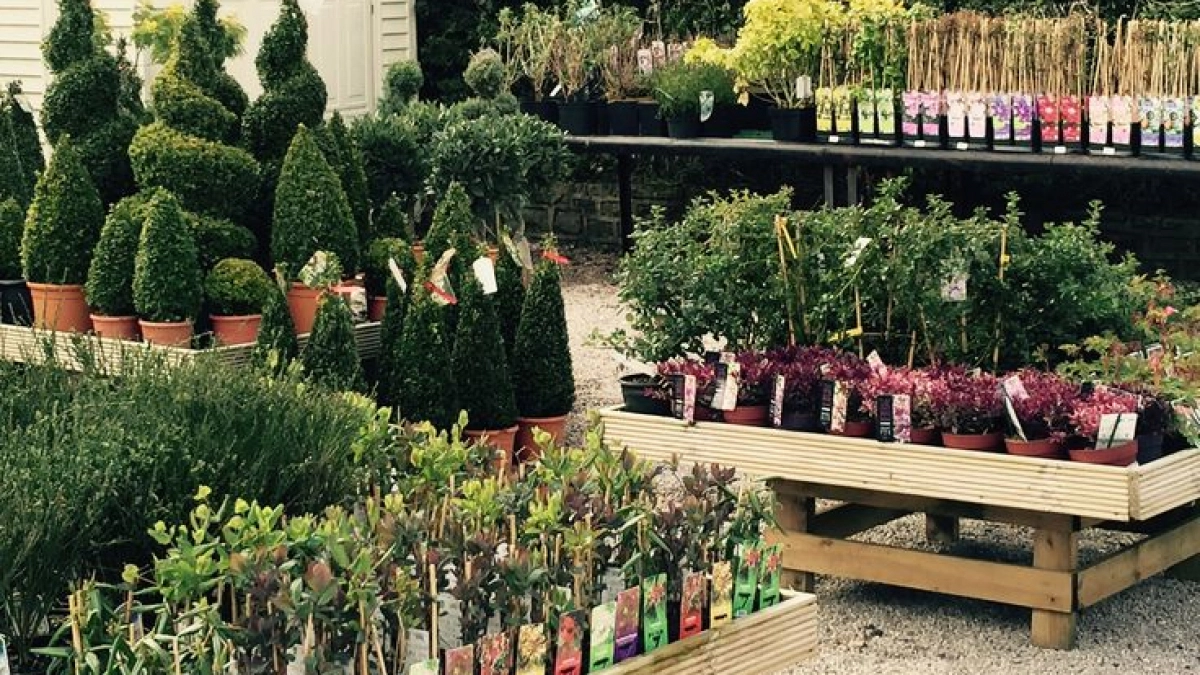 В Новороссийске может появиться собственный муниципальный питомник в рамках проекта «Зеленый каркас» 