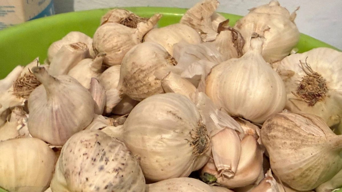 Чеснок попрёт как сумасшедший: 20 г на ведро воды в апреле — и грядка превратится в джунгли