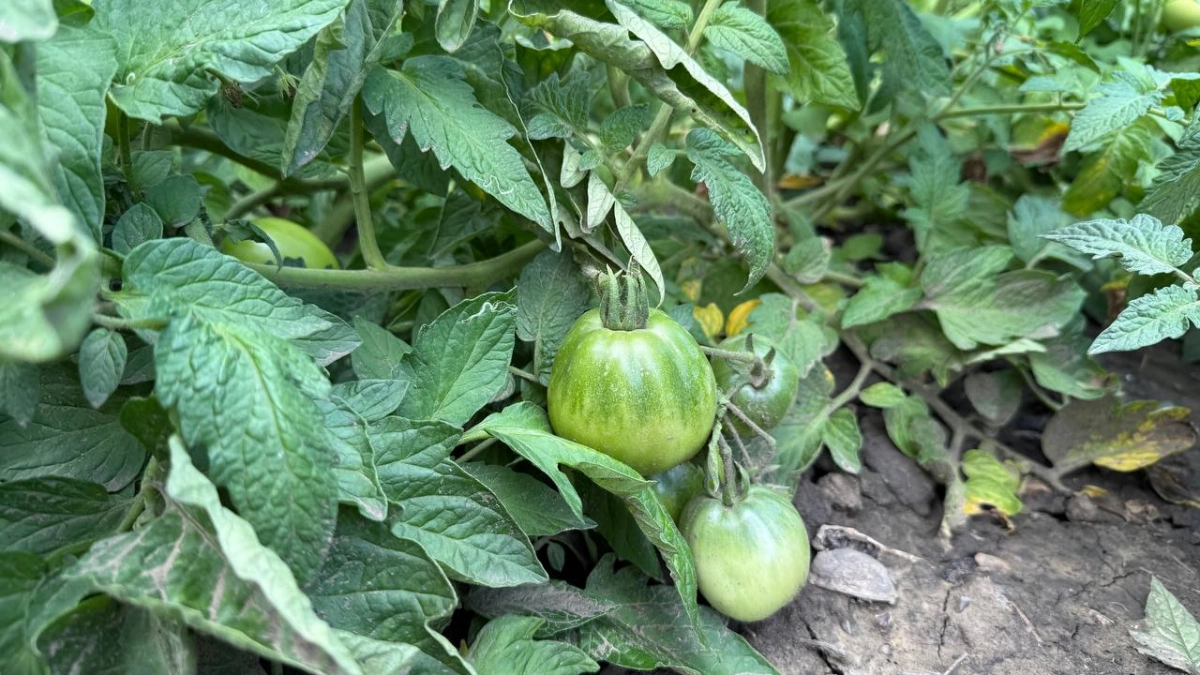 Соседка по даче чуть не выпала в осадок, когда увидела мой урожай: сыплю в лунку ложку этой «муки» — и томаты прут гроздьями как сумасшедшие