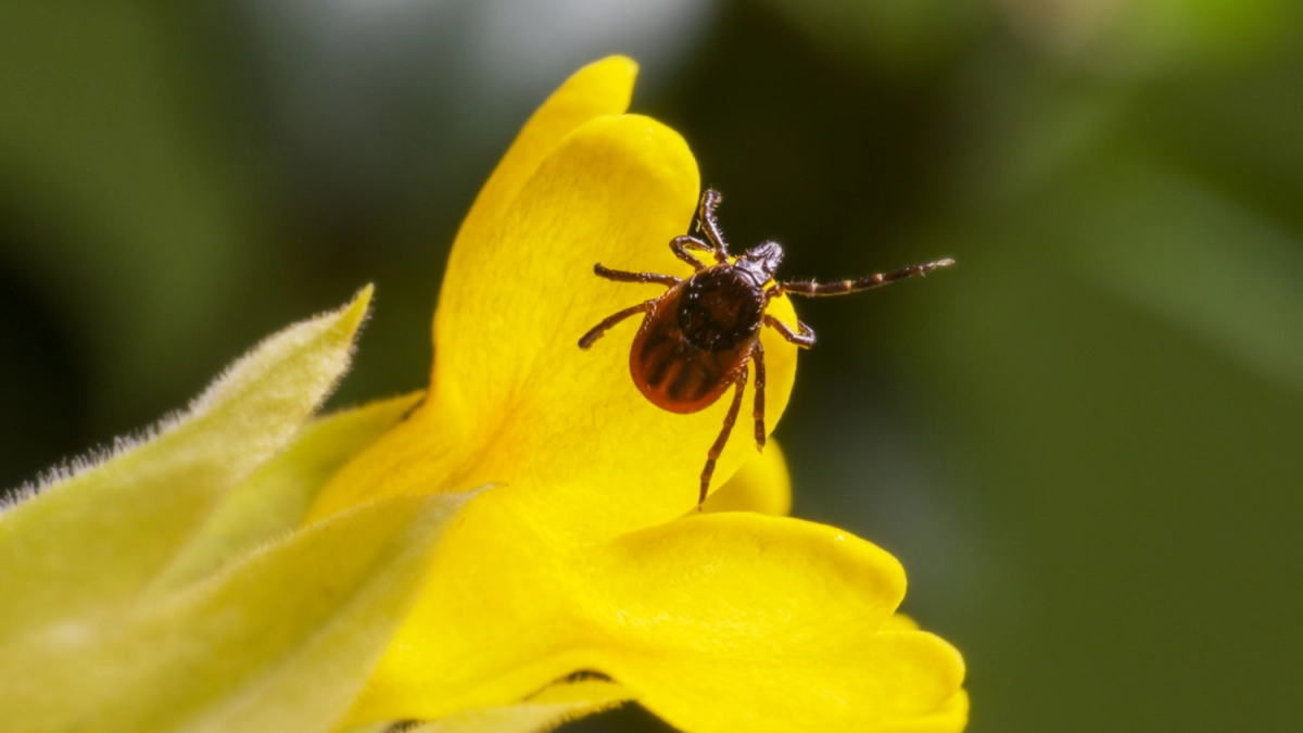 Выхожу в огород без страха: лью 2 капли на носки — и за сезон ни одного клеща