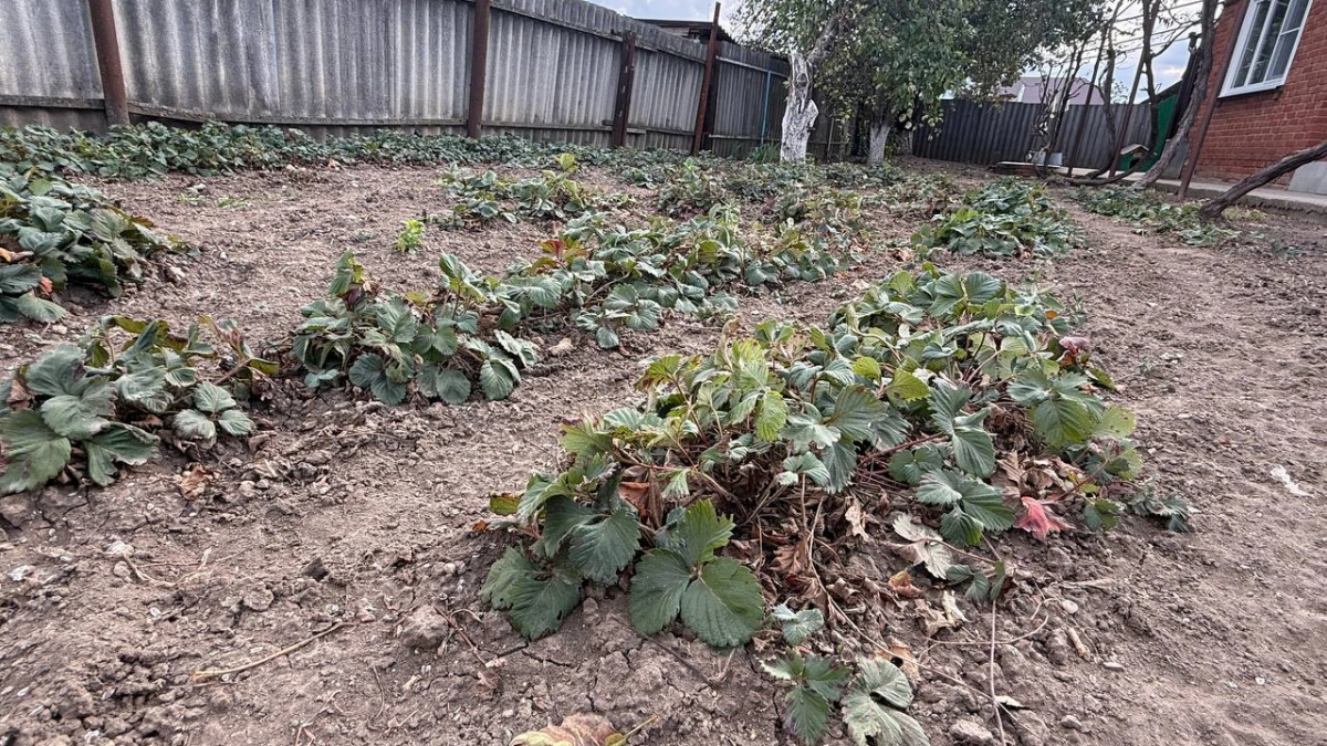 1 ложка на ведро воды — и клубника вымахает с кулак: весенняя «зарядка» для ягод, о которой молчат опытнее дачники