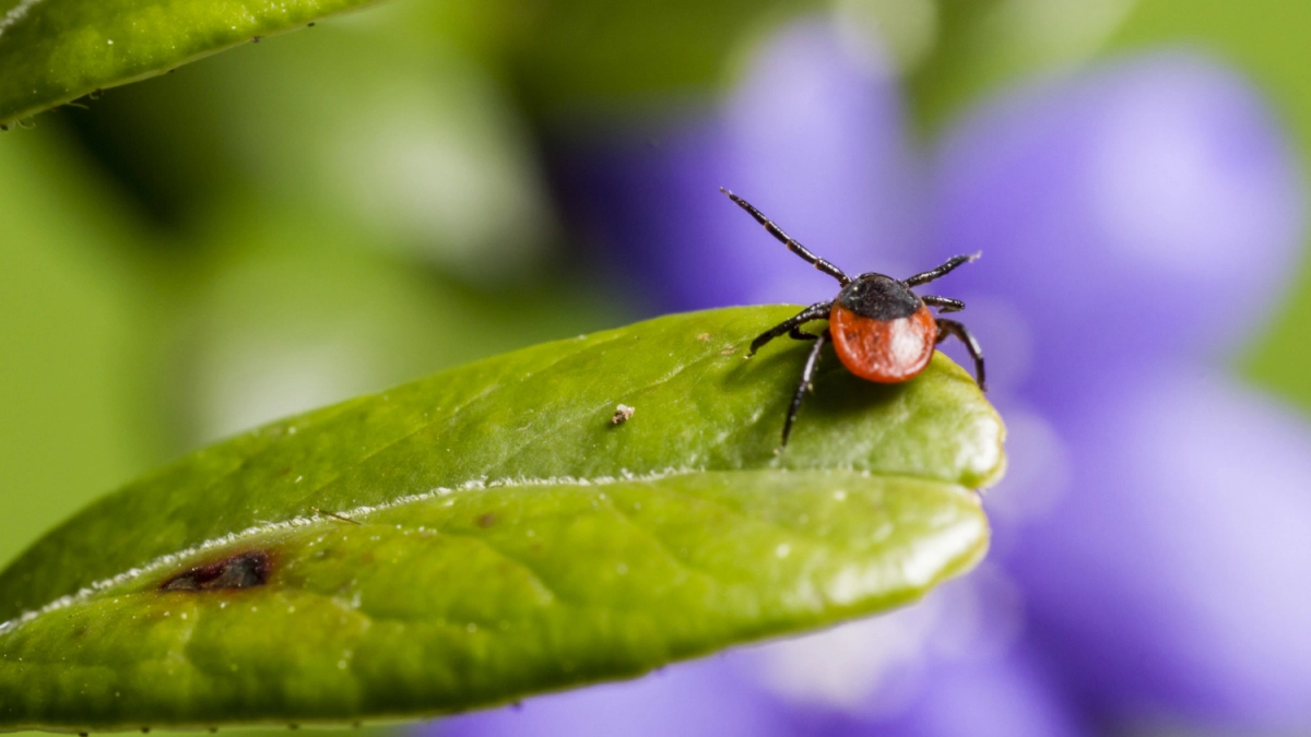 3 мазка на руки и ноги — и клещи обходят вас за километр: дедовский метод, который работает на 100%