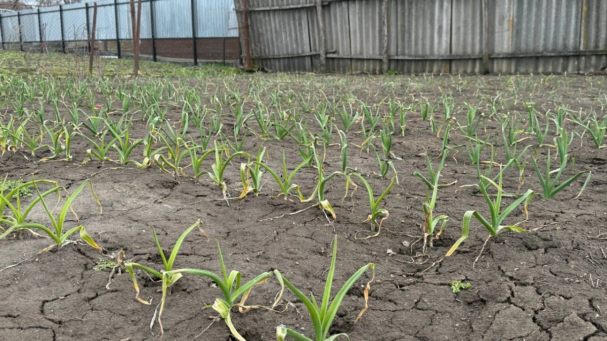 Первая весенняя подкормка озимого чеснока: этот рецепт удваивает урожай — головки вырастают с кулак