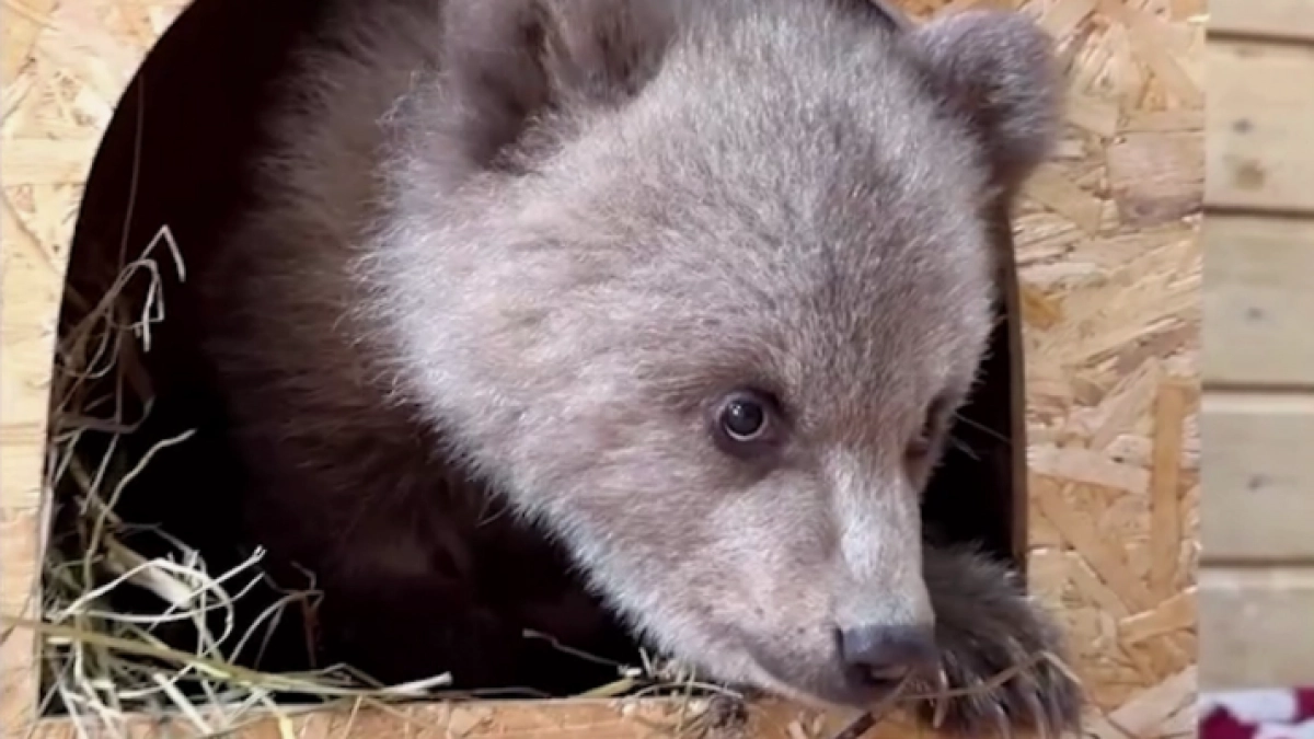 «Это просто меховой скелет»: чудесная история спасения выброшенного в Северной Осетии медвежонка