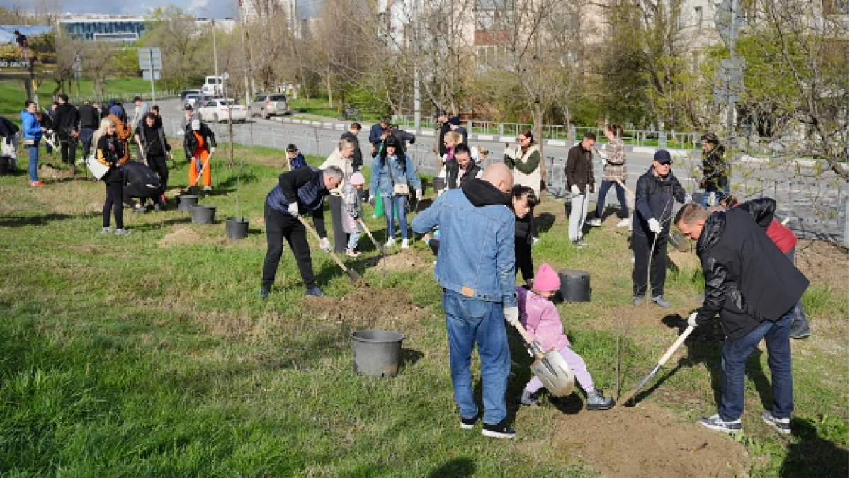 План - 1,5 миллиона за два года: новороссийцев просят сажать деревья и вносить их в «Зеленый счетчик» 