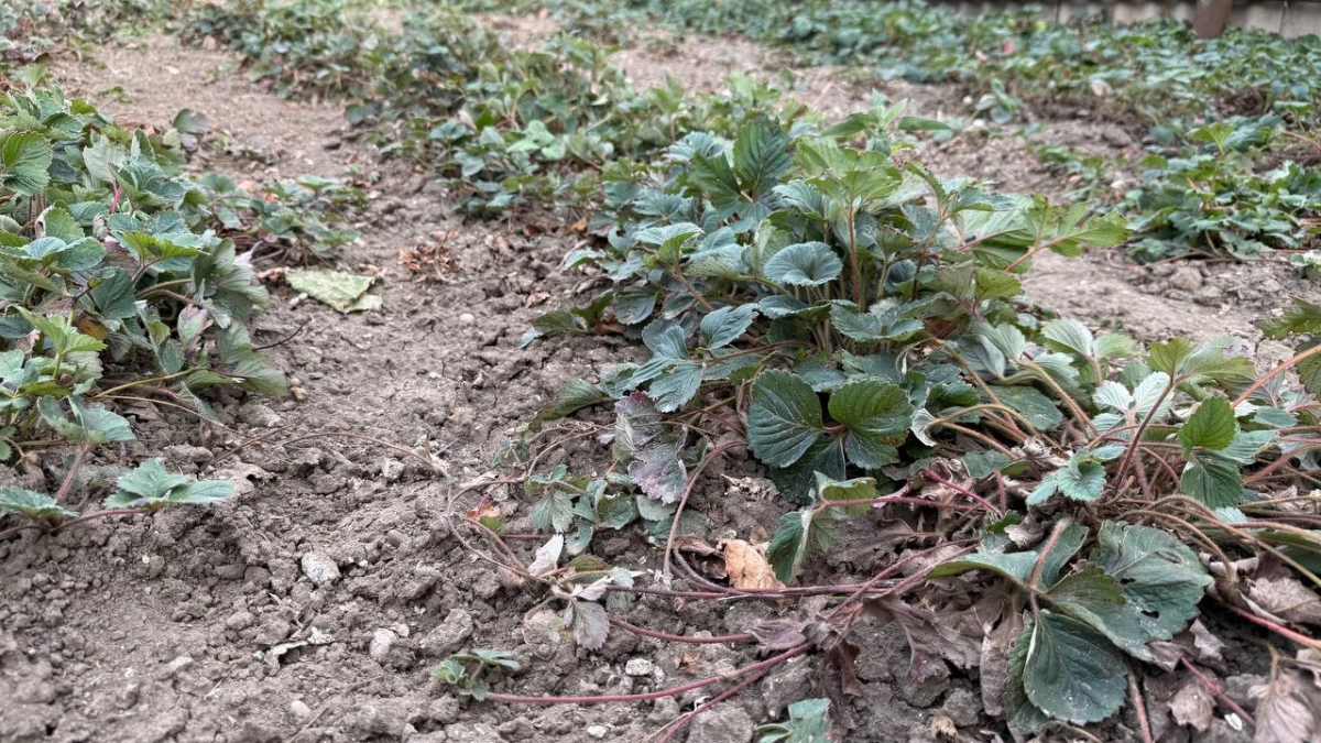 Пшикнул под куст копеечным раствором — клубника прет как бешеная, еле успеваю собирать