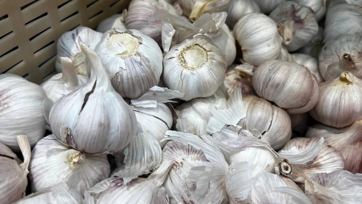 Десять ложек этой вонючей жидкости на ведро — и чеснок попрет так, что соседи лопнут от зависти