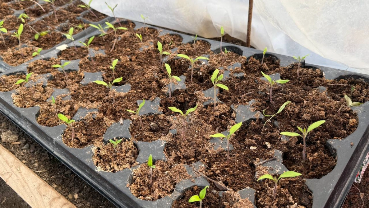 Огурцы прут как бешеные: календарь посадки на 2026 год и 5 гибридов, которые не засохнут в жару — советы бывалого огородника