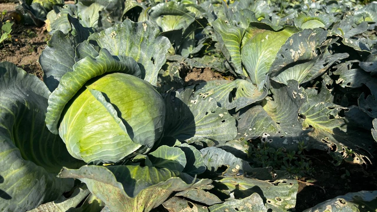 1 ложка в лунку: капуста забудет о киле и гнили — секрет опытных огородников