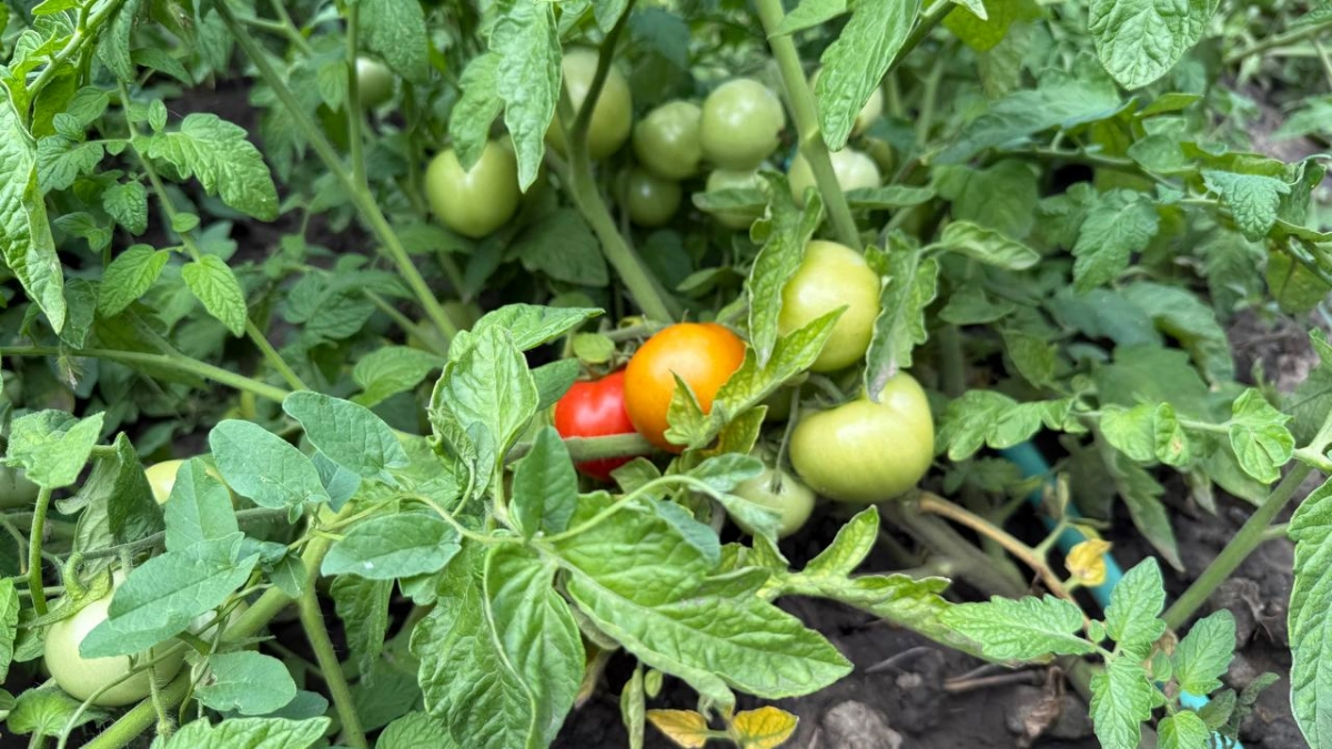 1 ложка в лунку и трава под куст: томаты сладкие, как мед, — собираю ведрами