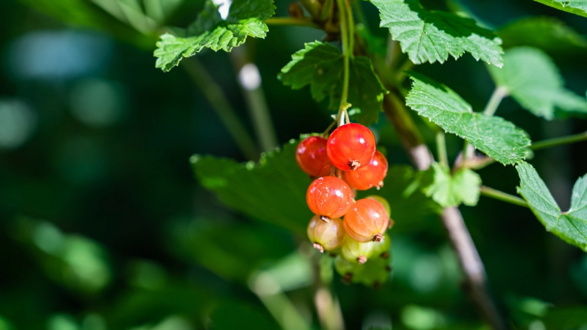 Смородина в апреле требует не полива, а кипятка с секретом: делаю это раз в год — и ветки ломятся от ягод