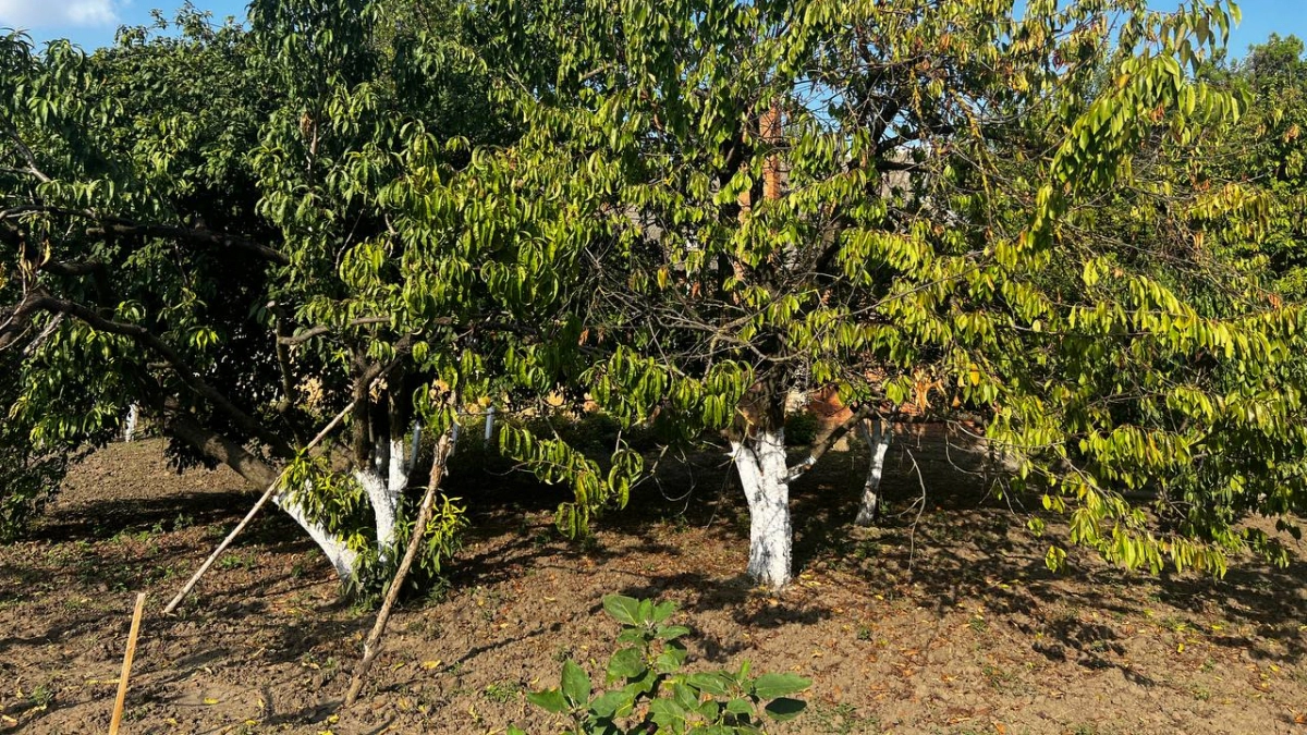 Всего 2 ложки из хозмага: почему опытные дачники перестали белить деревья трижды за сезон