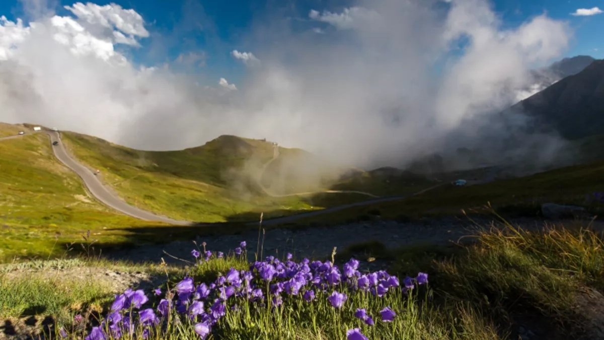 Маркотхский хребет под защитой: за какие цветы в Новороссийске грозят штраф и уголовная статья