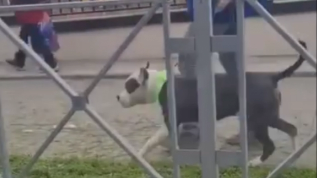  «Развернулась и пошла за мной»: у школ Новороссийска выгуливают бойцовскую собаку без намордника