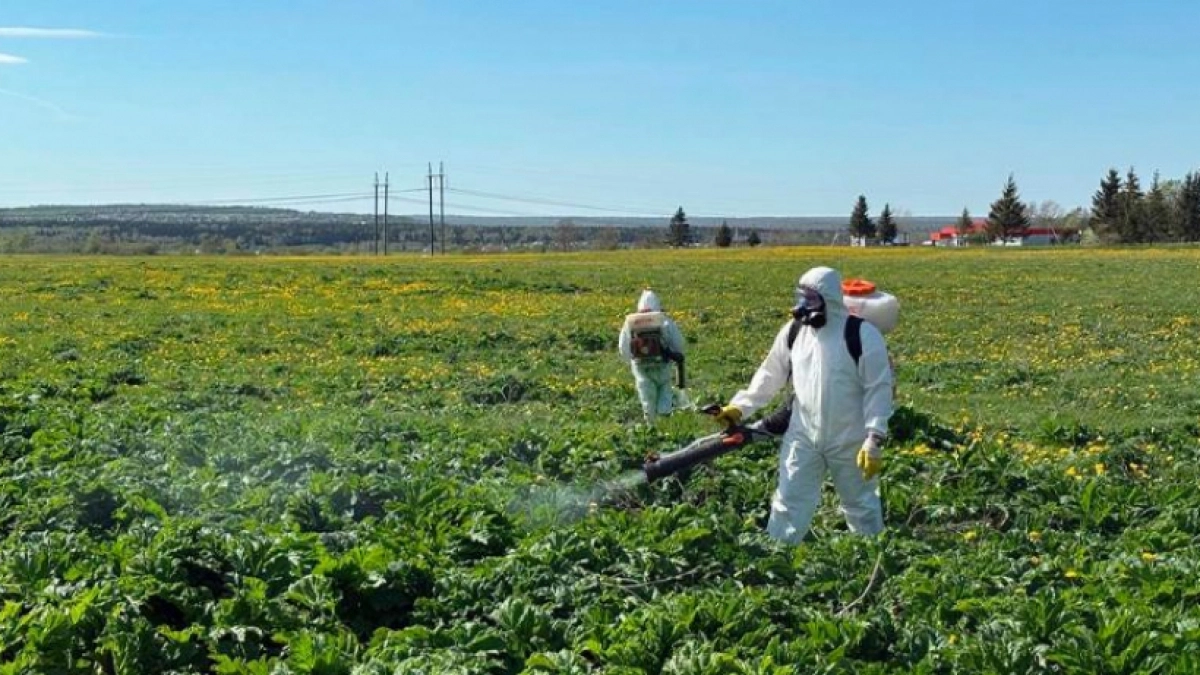 Борщевик вне закона: новороссийцев обязали уничтожать опасное растение на своих участках