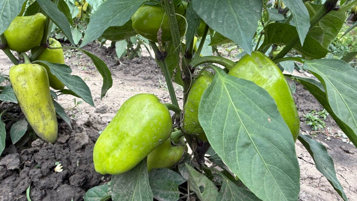 Хватит кормить ботву: сделайте так при пересадке перцев – и они обвиснут от плодов