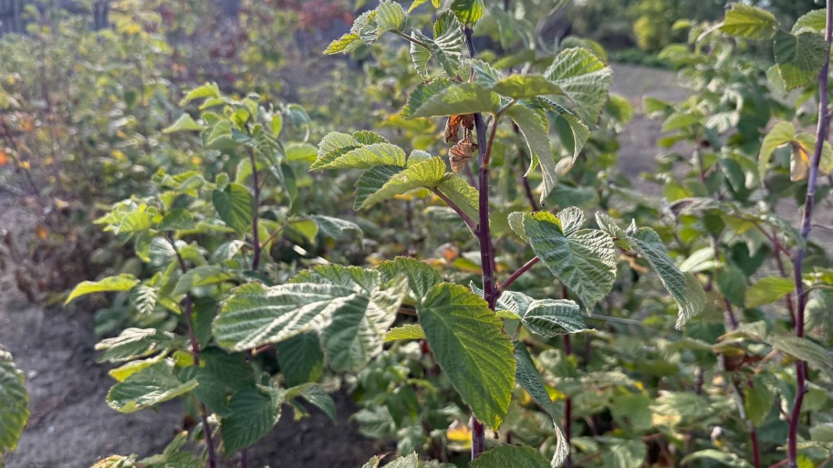 Лью один литр под куст в апреле – и малина гнётся до земли: рабочий метод