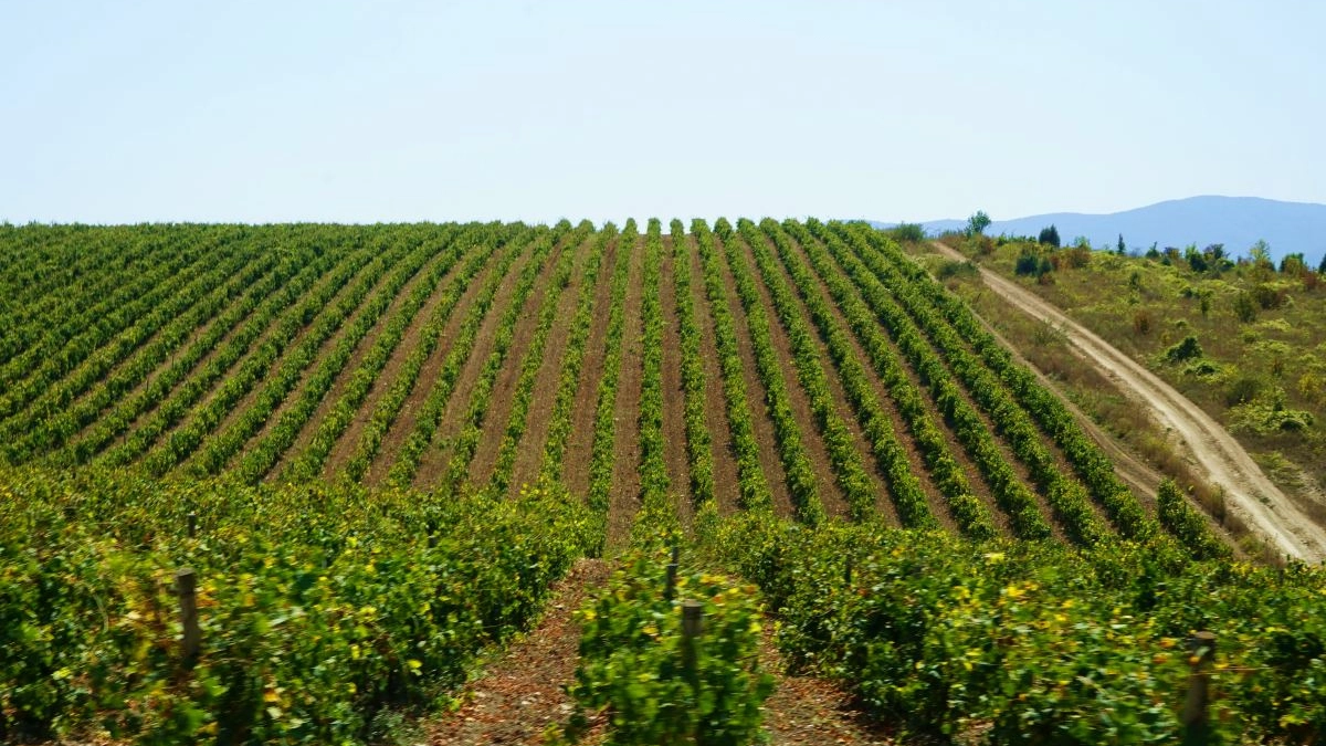Зеленый щит для виноградников: в Новороссийске хотят восстановить лесополосы