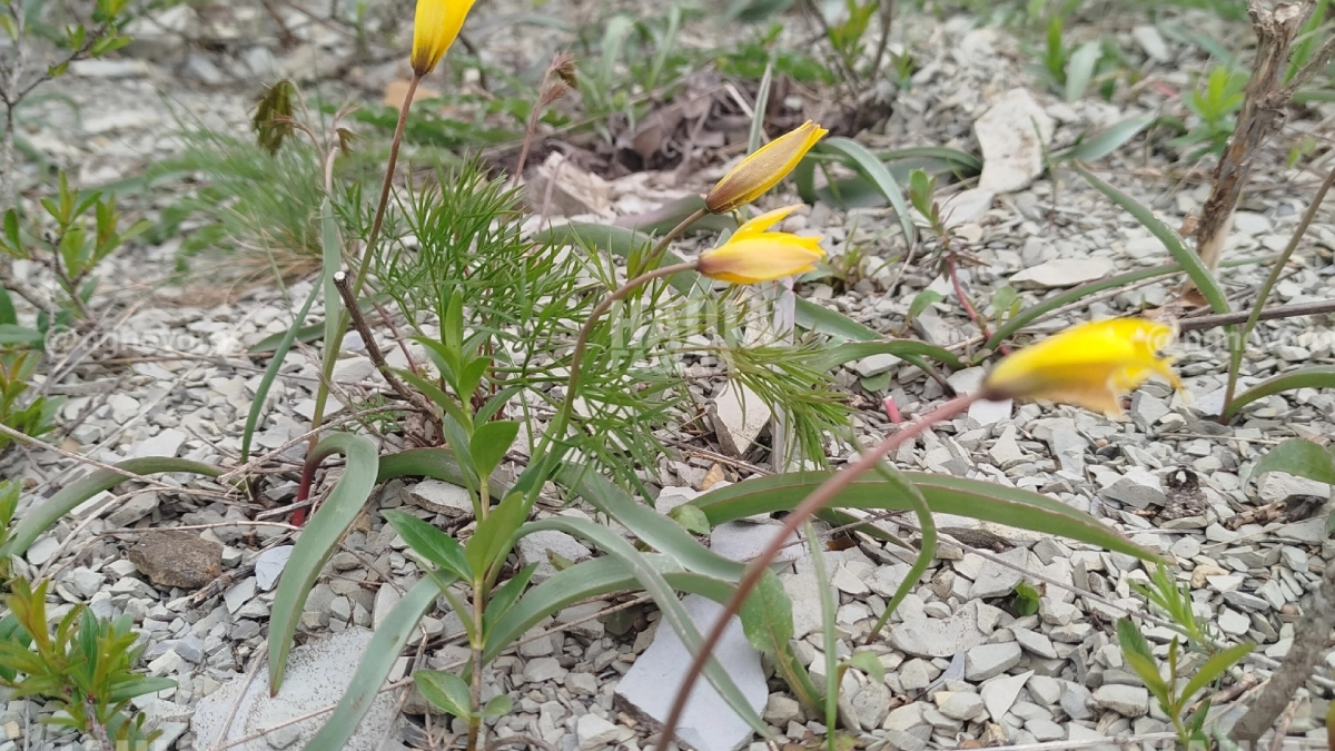 В горах в окрестностях Новороссийска расцвели «желтые подснежники» 